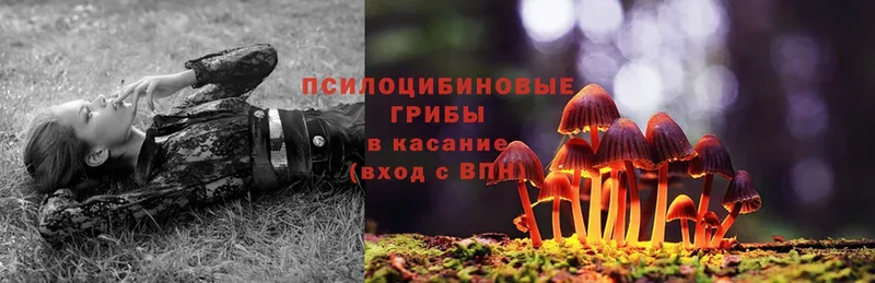 наркота  Хотьково  Галлюциногенные грибы Psilocybe 